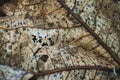 Close-up macro texture shot of dried leaf from a teak tree with autumn colors