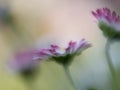 Close up macro of three daisies on bokeh background Royalty Free Stock Photo