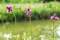 Close up, macro. Three purple flowers against a greenish forest lake