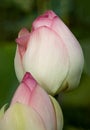 Two Lotus Flower Buds Royalty Free Stock Photo