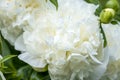 Terry spherical peony flower, white and fluffy Royalty Free Stock Photo