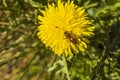 Close up macro view of bee collecting pollen on yellow dandelion. Gorgeous nature backgrounds. Royalty Free Stock Photo