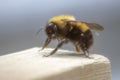 A close-up macro view of a bee taking a break on a wooden structure Royalty Free Stock Photo