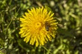 Close up macro view of bee on yellow dandelion isolated. Gorgeous nature backgrounds. Royalty Free Stock Photo