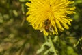 Close up macro view of bee on yellow dandelion isolated. Gorgeous nature backgrounds. Royalty Free Stock Photo