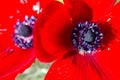 Close up macro view of blooming red Anemone Coronaria flowers field