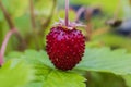 Close up macro view of bush with red garden strawberries Royalty Free Stock Photo