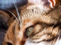 Close-up macro view of cat eyes - green beautiful feline Royalty Free Stock Photo
