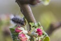 Close up macro view of caterpillar on branch of  blossoming apple tree Royalty Free Stock Photo