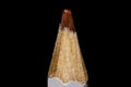 A close up macro view of a child`s brown colouring pencil