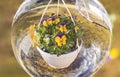 Close up macro view of  crystal ball with  image of hanging basket  with yellow purple pansies Royalty Free Stock Photo