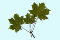 Close up macro view of gorgeous green maple leaves isolated on blue background. Royalty Free Stock Photo