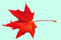 Close up macro view of gorgeous red maple leave isolated on light blue background. Royalty Free Stock Photo