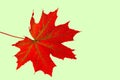 Close up macro view of gorgeous red maple leave isolated on light green background. Royalty Free Stock Photo