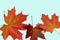 Close up macro view of gorgeous red maple leaves isolated on blue background. Royalty Free Stock Photo