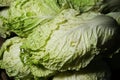 Close up macro view of green cabbages. Vegetarian food concept. Royalty Free Stock Photo