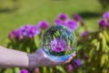 Close up macro view of hand holding crystal ball with inverted image of blooming purple rhododendron