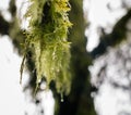 Close up macro view of hanging moss in a forest, water droplets about to fall