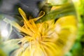 Close up macro view through lens ball of yellow flower petals in abstract green background Royalty Free Stock Photo