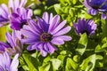 Close up macro view of pink african daisy flower on green background. Royalty Free Stock Photo