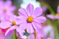 Close-up Macro View Of Pink Cosmos Bipinnatus Flower Blooming With Eight Petals And Yellow Pollen In The Center Royalty Free Stock Photo