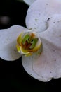 Close-up and macro view of pollen and pistil of the beautiful detail of white blossom orchid flower for the nature, scenic and Royalty Free Stock Photo