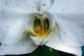 Close-up and macro view of pollen and pistil of the beautiful detail of white blossom orchid flower. This Photograph is suitable Royalty Free Stock Photo