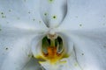Close-up and macro view of pollen and pistil of the beautiful detail of white blossom orchid flower. This Photograph is suitable Royalty Free Stock Photo
