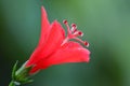 Close Up Macro View Pretty Small Red Blooming Hibiscus Or Rose mallow Flower With Blurry Green Royalty Free Stock Photo