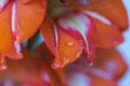 Close up macro view of red  gladiolus flower with rain drops. Royalty Free Stock Photo