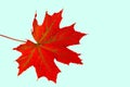 Close up macro view of red maple tree leaf isolated on light blue background. Royalty Free Stock Photo