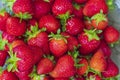 Close up macro view of red ripe strawberries isolated  on background. Royalty Free Stock Photo