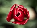 Close up view of a red rose with blurred green background.