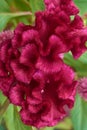 Close-up macro view of red velvet flower