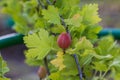 Close-up macro view of reg gooseberry on blurred background. Royalty Free Stock Photo