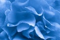 Close-up macro view of rose petals in classic blue 2020 monochrome colors. Abstract floral background art concept