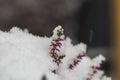 Close up macro view of snow covered flowers. Royalty Free Stock Photo