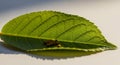 Close up macro view of tiny brown insect eggs clustered on the intricate veins of a vibrant green leaf Keywords Royalty Free Stock Photo