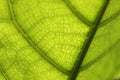 Close up macro view of underneath green leave with detail nature midrib and veins lines