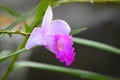 Close-up Macro View Of Unique Fresh Beauty Blooming Pink Bamboo Orchid Flower On The Stem And Leaves