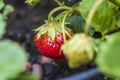 Close up macro view of wild strawberry bush isolated. Red berries and green leaves. Royalty Free Stock Photo