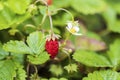 Close up macro view of wild strawberry bush isolated. Red berries and green leaves. Royalty Free Stock Photo