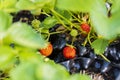 Close up macro view of wild strawberry bush isolated. Red berries and green leaves. Royalty Free Stock Photo