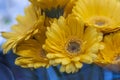 Close up macro view of yellow African daisy  flower isolated on background. Royalty Free Stock Photo