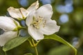 Close up macro view of young white plant on background. Royalty Free Stock Photo