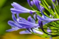 Close up macro of a violet agapanthus that is about to open