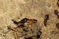 Close up Macro warrior termite ant in nature at thailand Royalty Free Stock Photo