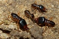 Close up Macro warrior termite ant in nature at thailand Royalty Free Stock Photo