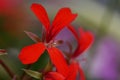 Close up Macro water droplet on stamen of red flower