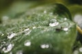 Close up or macro of water drops on green leaf Royalty Free Stock Photo